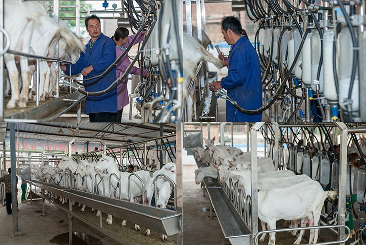 High quality Halal dry 800g in 3 stages (12-36 months) baby formulations Sheep milk powder