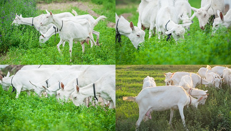 High quality Halal dry 800g in 3 stages (12-36 months) baby formulations Sheep milk powder